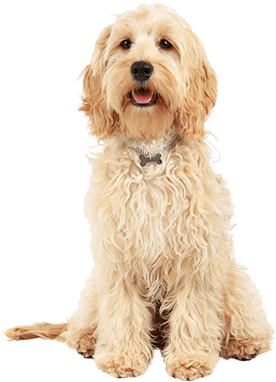 Cockapoo