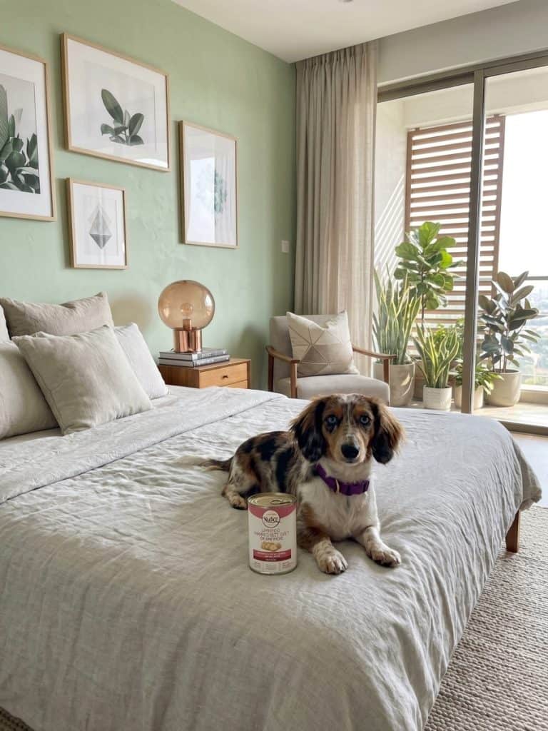 Best Wet Dog Food: Top 7 Nutrient-Rich Picks for Your Pup 19 Best Wet Dog Food