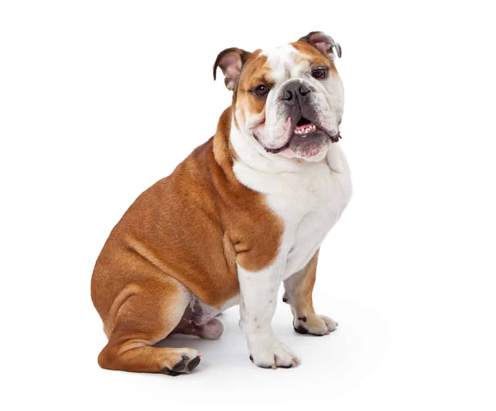 10 Healthiest & Best Dog Food for Bulldogs in September 2024