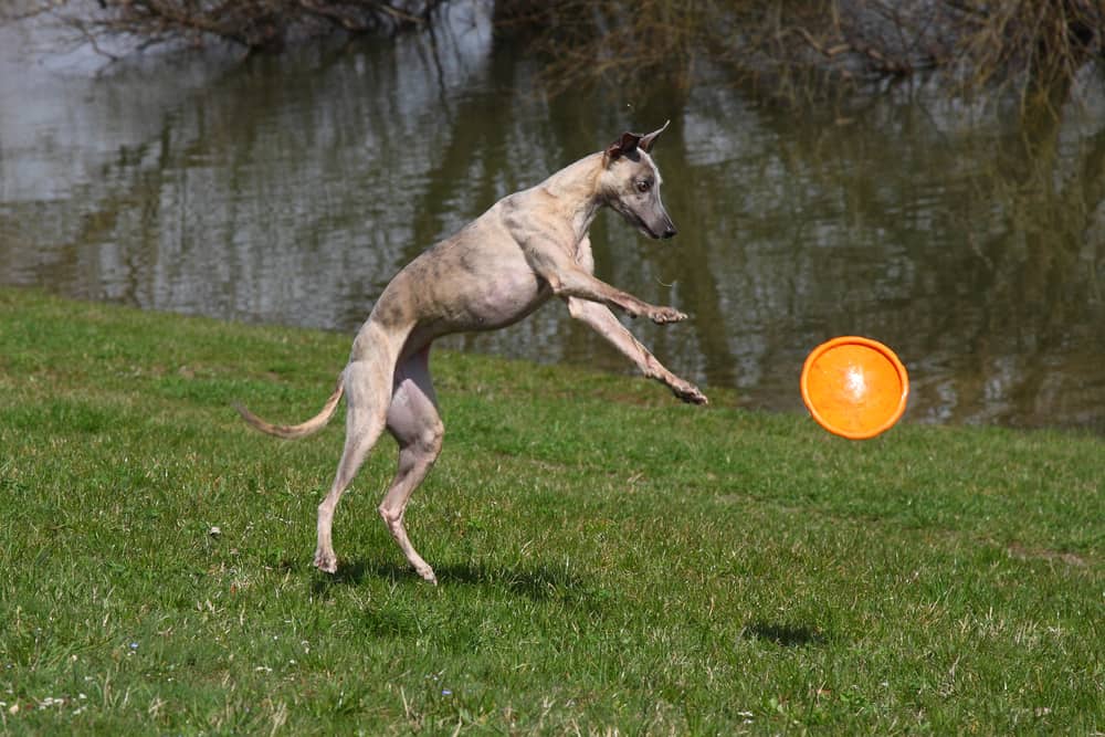 Low Carb, High Bark: Unleashing Our 8 Best Low-Carb Dog Foods! 9