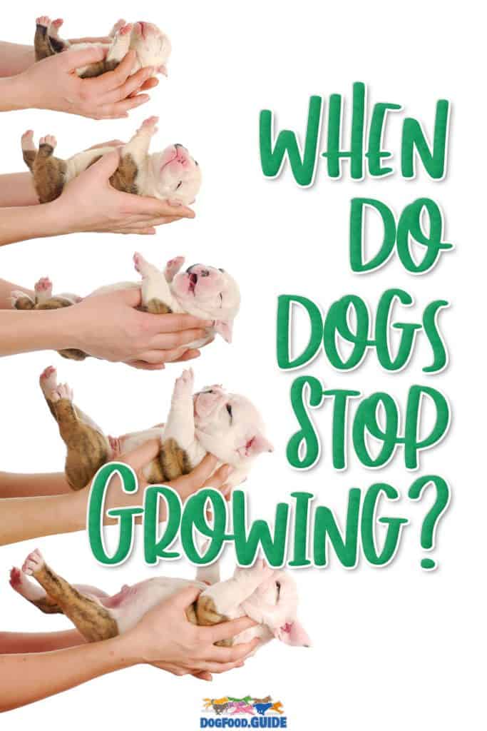 When Do Dogs Stop Growing? What Are the Factors That Affect Their Growth? 12 When Do Dogs Stop Growing