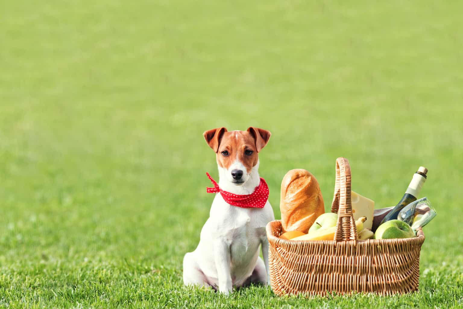 Dog Food Guide 14 Dog Food Guide 7