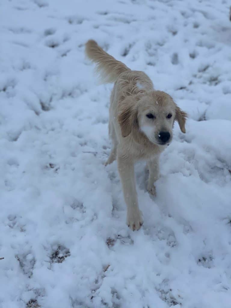 What You Should Know About The Mini Golden Retriever: Price, Size, Personality, Health Issues and More 5