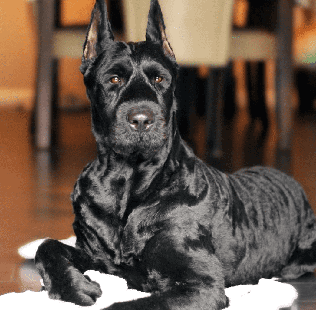Great Dane Doberman Mix: 10 Shocking Health Issues Discussed