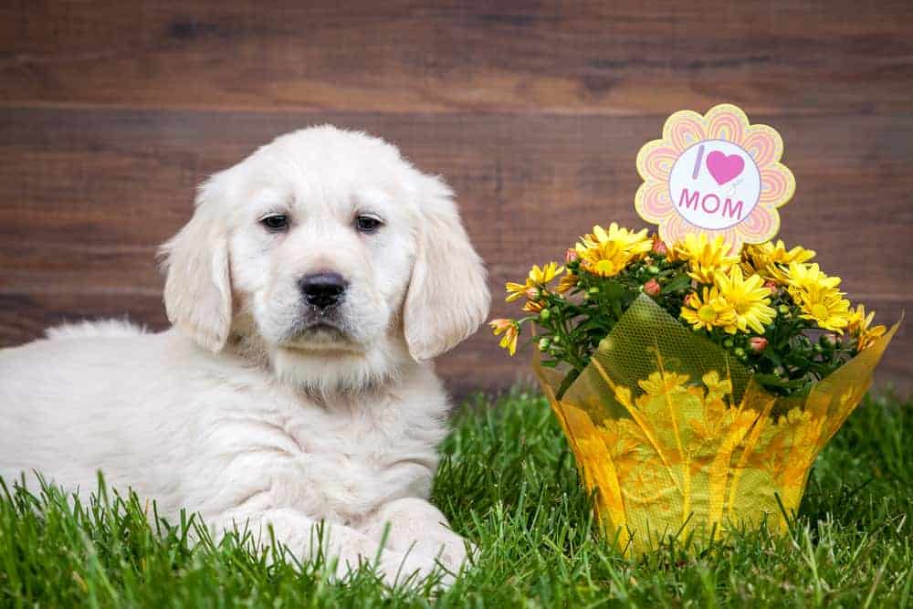Unmasking the Hidden Dangers: Are Mums Toxic to Dogs? 1