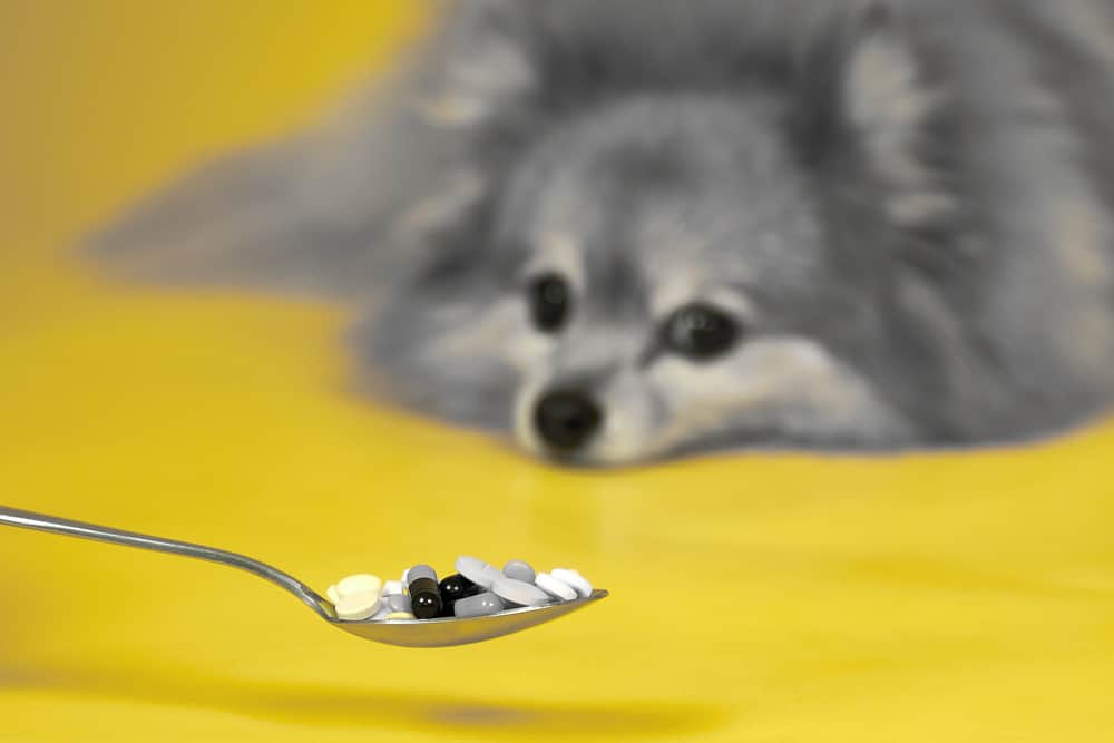 dog drinking medication