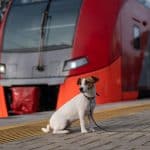 Are Dogs Allowed on AMTRAK