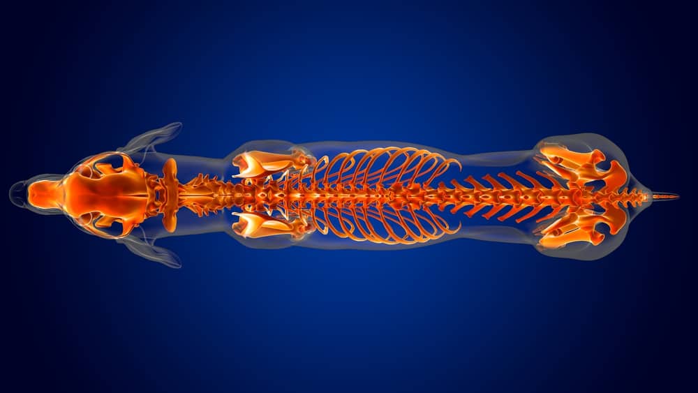 Diffuse Idiopathic Skeletal Hyperostosis in Dogs