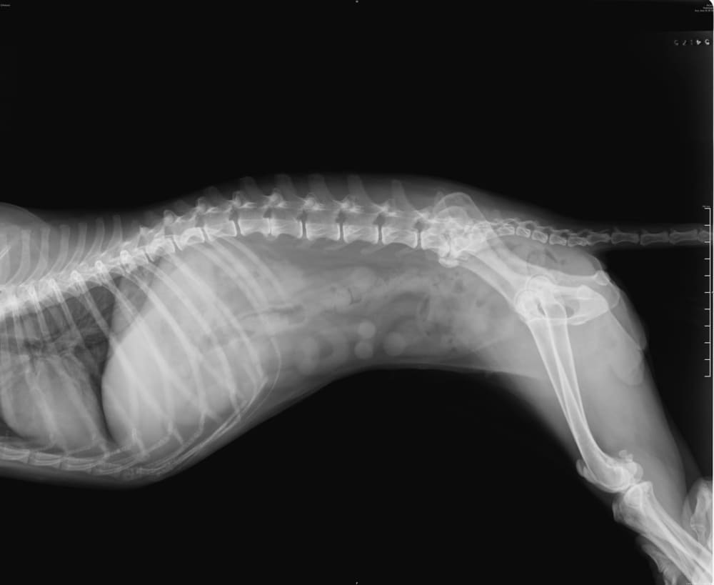 Understanding Diffuse Idiopathic Skeletal Hyperostosis in Dogs (DISH): A Comprehensive Guide 1
