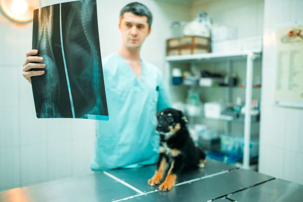Understanding Diffuse Idiopathic Skeletal Hyperostosis in Dogs (DISH): A Comprehensive Guide 2