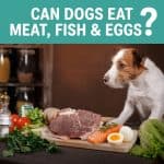 Can Dogs Eat Meat, Fish & Eggs? What’s Safe, What’s Not & Why Can Dogs Eat Meat, Fish & Eggs