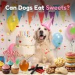 Can Dogs Eat Sweets? What’s Safe, What’s Toxic and What to Avoid Can Dogs Eat Sweets