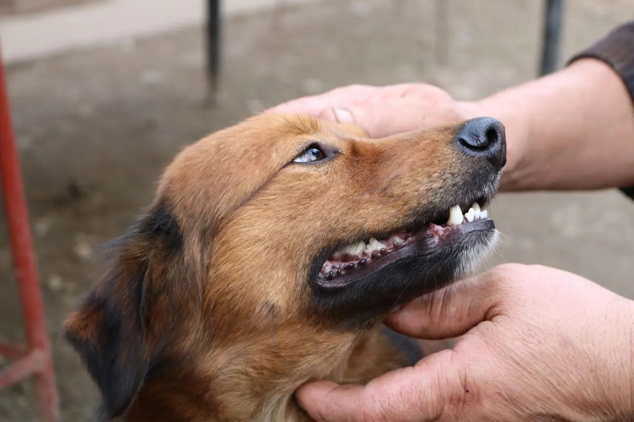 Can a Dog Underbite Be Fixed? Causes, Treatment & Cost