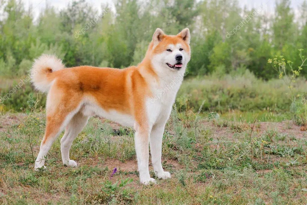 28 Tiny Akita Inu Review Photo 4K Bleumoonproductions