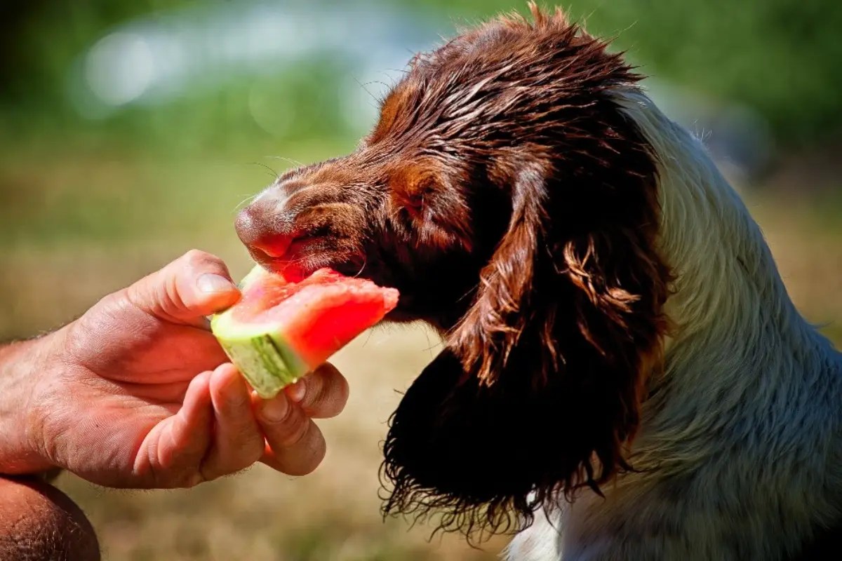 20 Can Watermelon Cause Diarrhea In Dogs Home