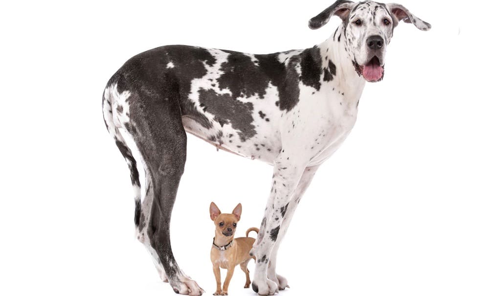 Great Dane Growth Chart Weight Chart & Size Chart