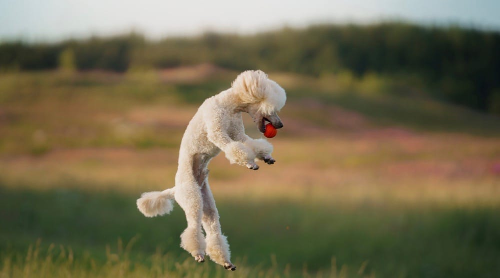 Poodle Growth Chart Poodle Weight & Size Chart