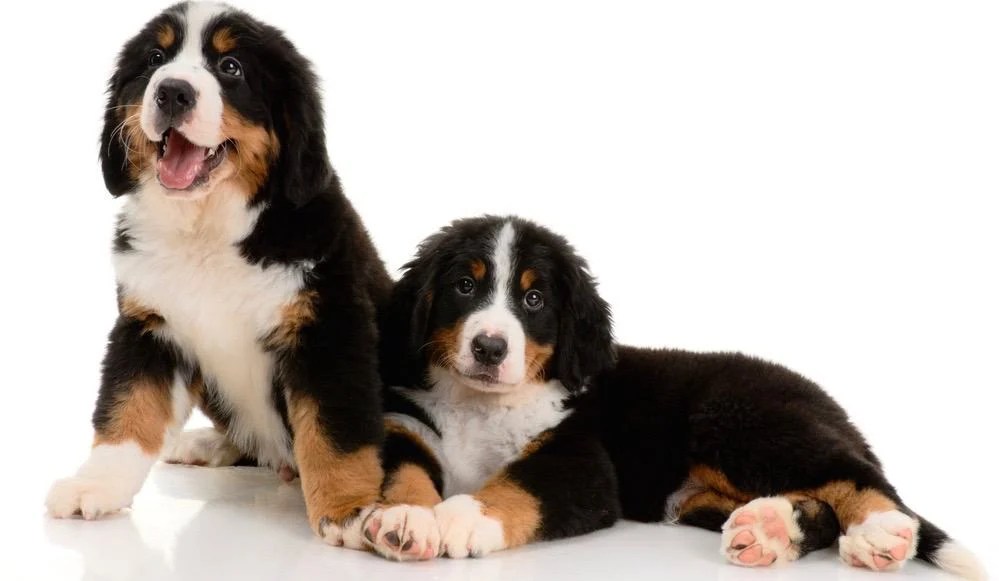 Bernese Mountain Dog Growth Chart Weight & Size Chart
