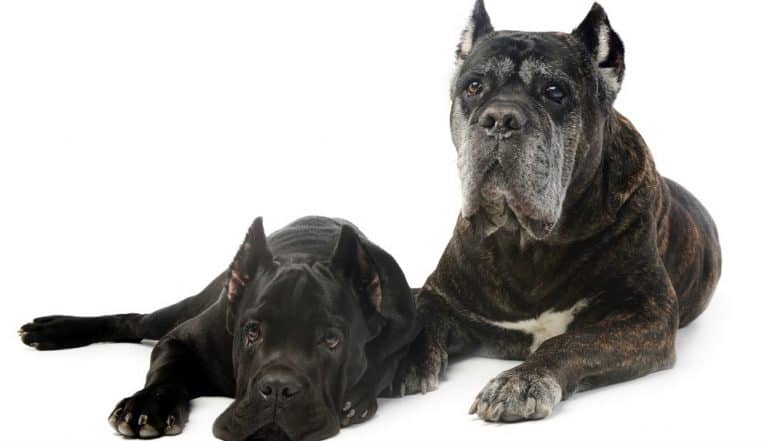 Cane Corso Growth Chart Cane Corso Puppy Weight Chart