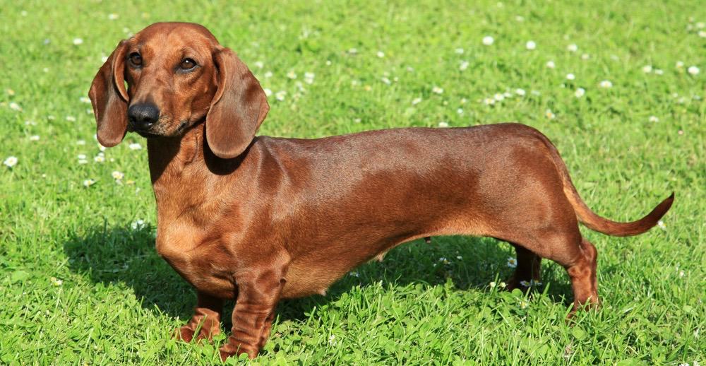 Dachshund Growth Chart Dachshund Weight & Size Chart