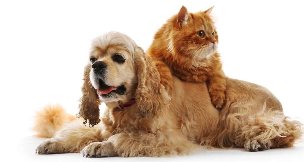 Cocker Spaniel Growth Chart Cocker Spaniel Weight & Size