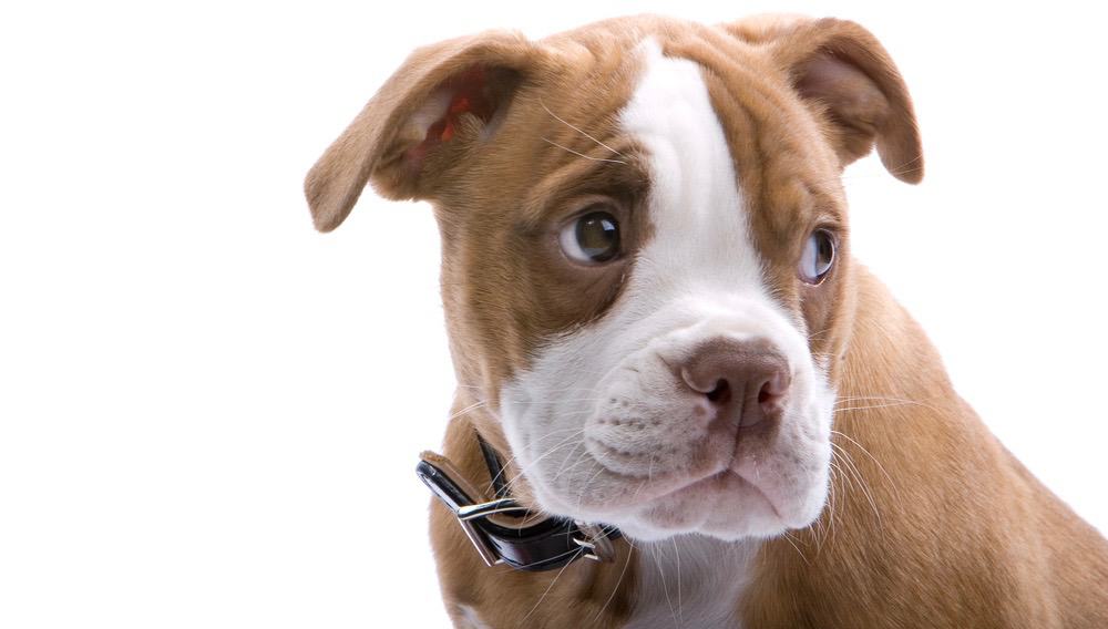 Boxer Ear Cropping At What Age & Ear Cropping Styles (2022)