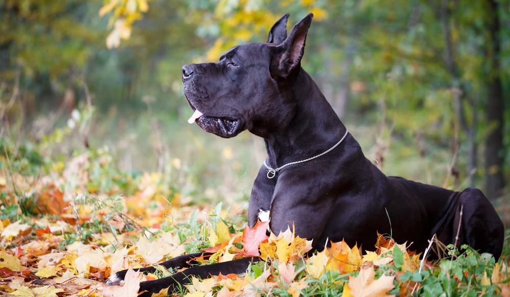 Great Dane Ear Cropping At What Age & Ear Cropping Styles
