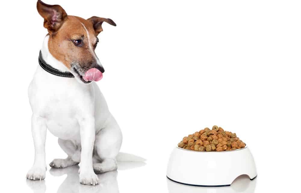 Jack Russell Growth Chart Weight & Size Chart