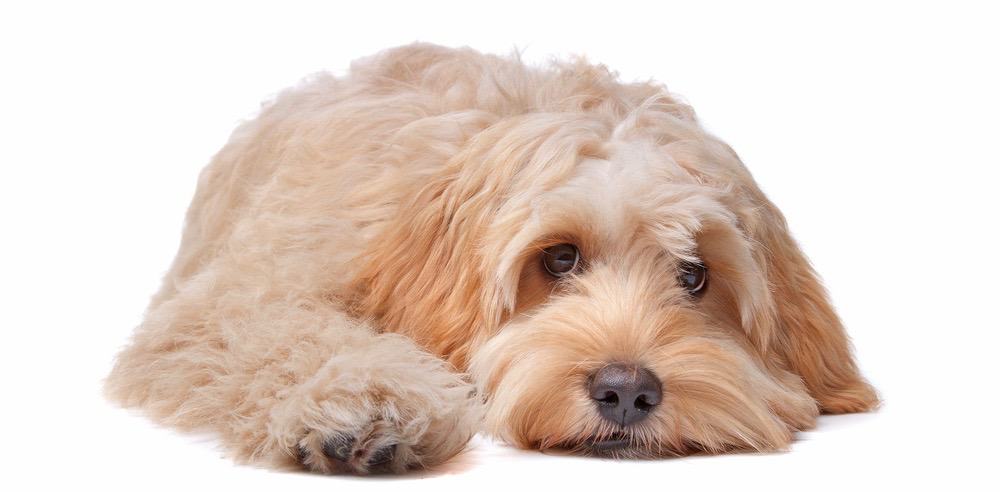 How Much to Feed A Labradoodle Puppy 4 Week, 6 Week, 8 Week
