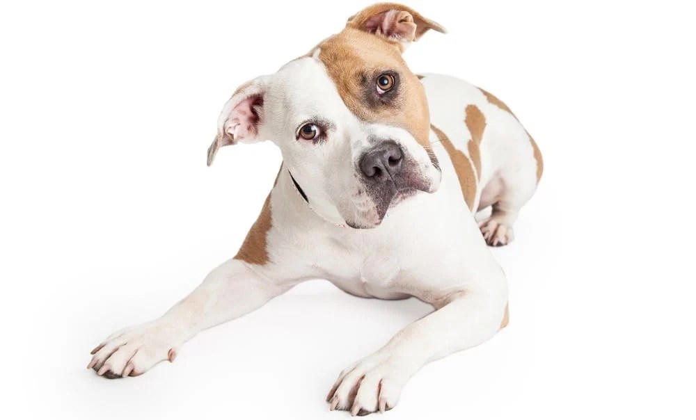 Pitbull Ear Cropping At What Age & Ear Cropping Styles