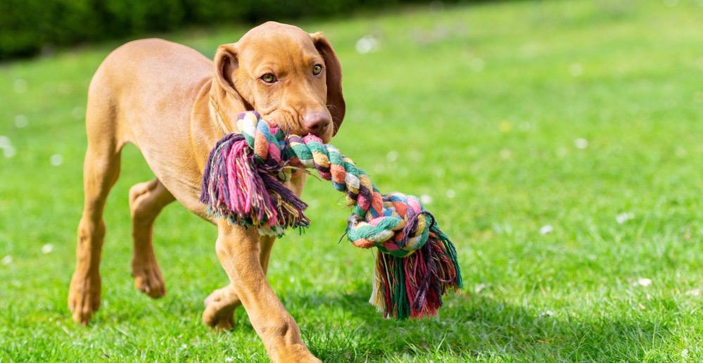 Vizsla Growth Chart & Weight Chart When Do Vizslas Stop