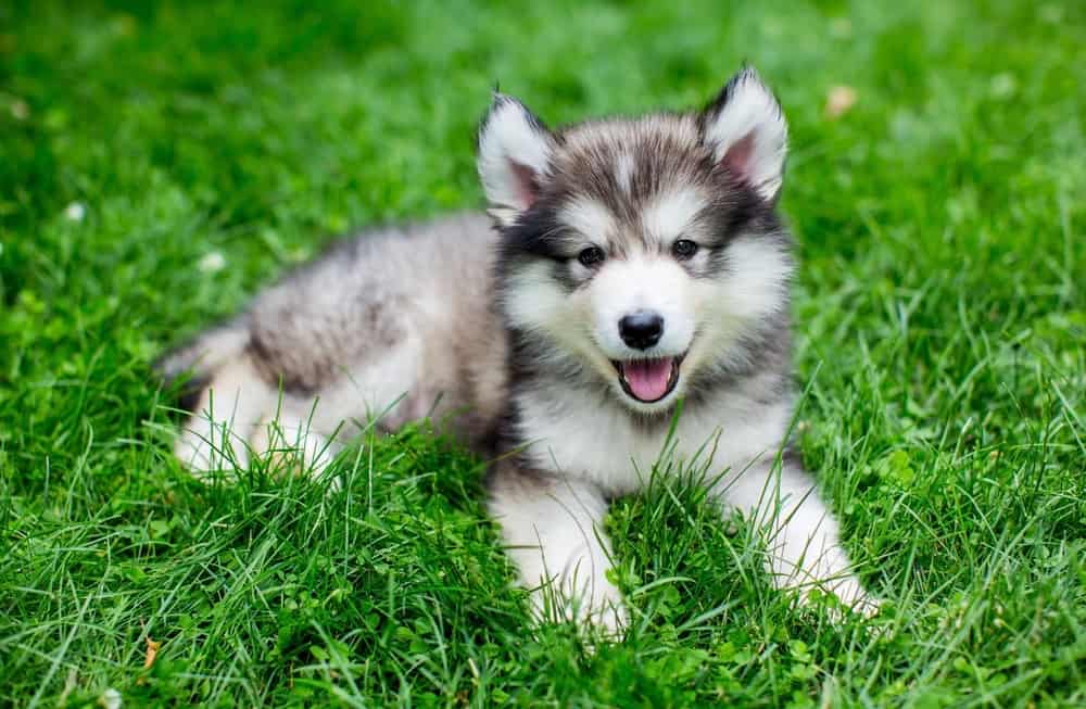 Alaskan Malamute Growth Chart Weight & Size Chart