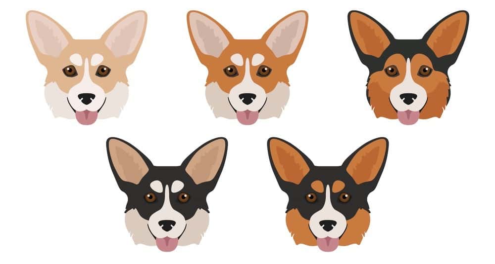 Colors Pembroke & Cardigan Coat Colors