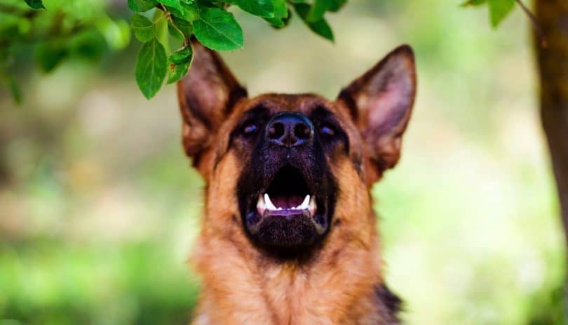 German Shepherd Bite Force How Hard Does A GSD Bite