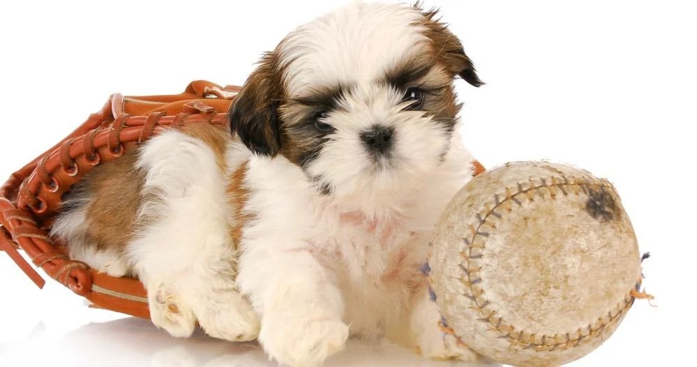 How Much To Feed A Shih Tzu Puppy Shih Tzu Feeding Chart (2022)