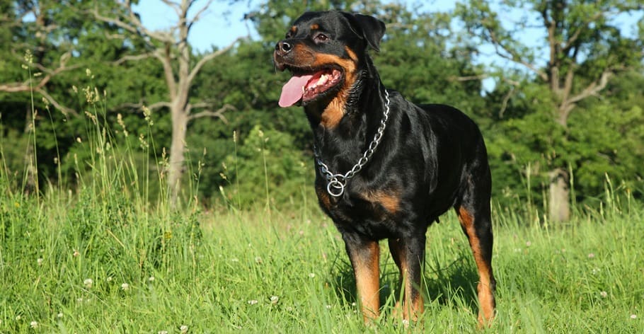 Rottweiler Growth Chart Weight Chart & Size Chart