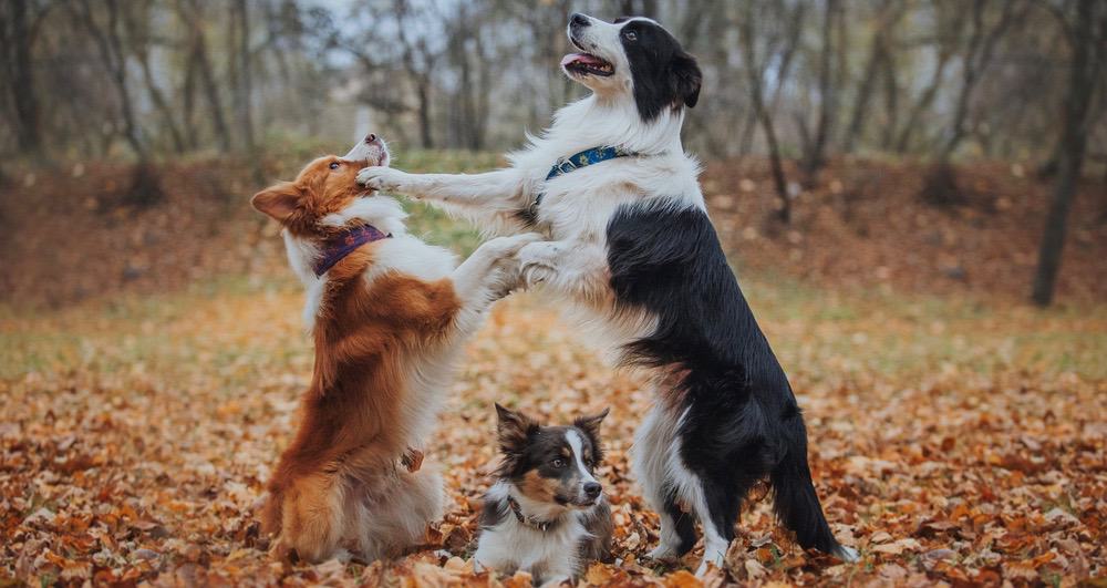 How Much Does A Border Collie Cost Border Collie Price