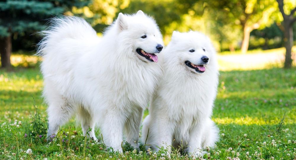 Samoyed Weight Chart Samoyed Size & Growth Chart