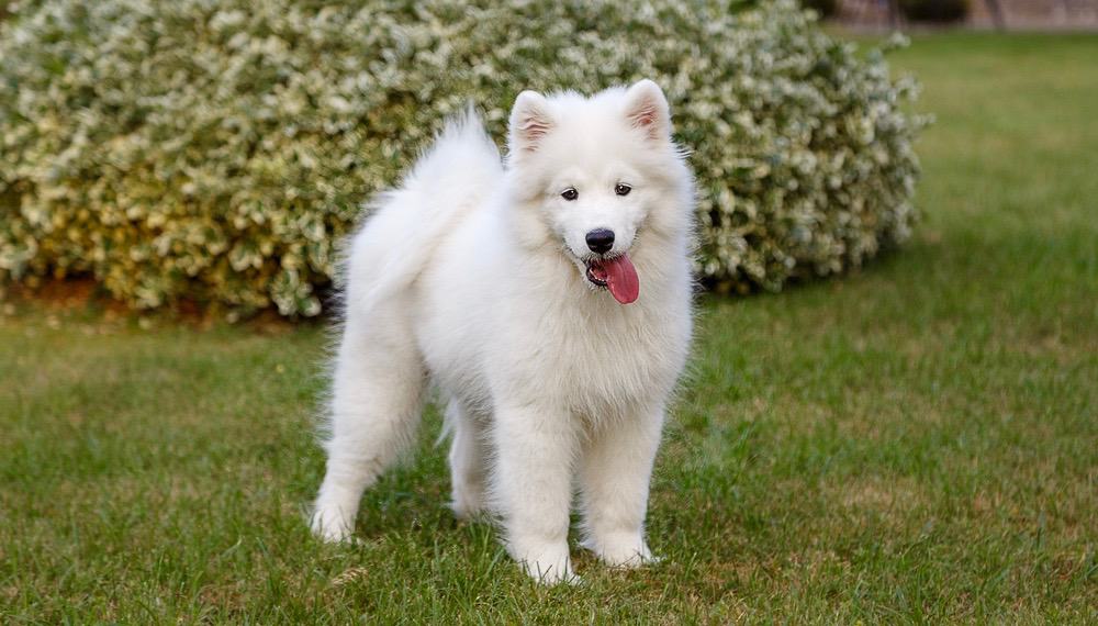 Samoyed Weight Chart Samoyed Size & Growth Chart