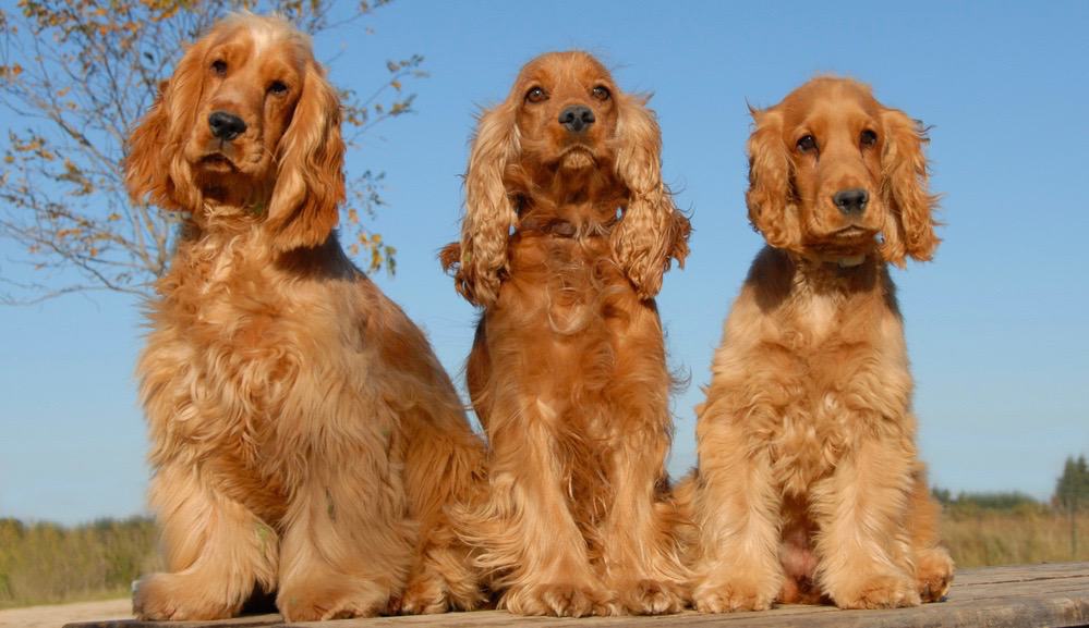 Cocker Spaniel Lifespan How Long Do Cocker Spaniels Live
