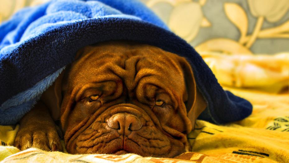 My Dog Sounds Congested When Breathing & Sleeping