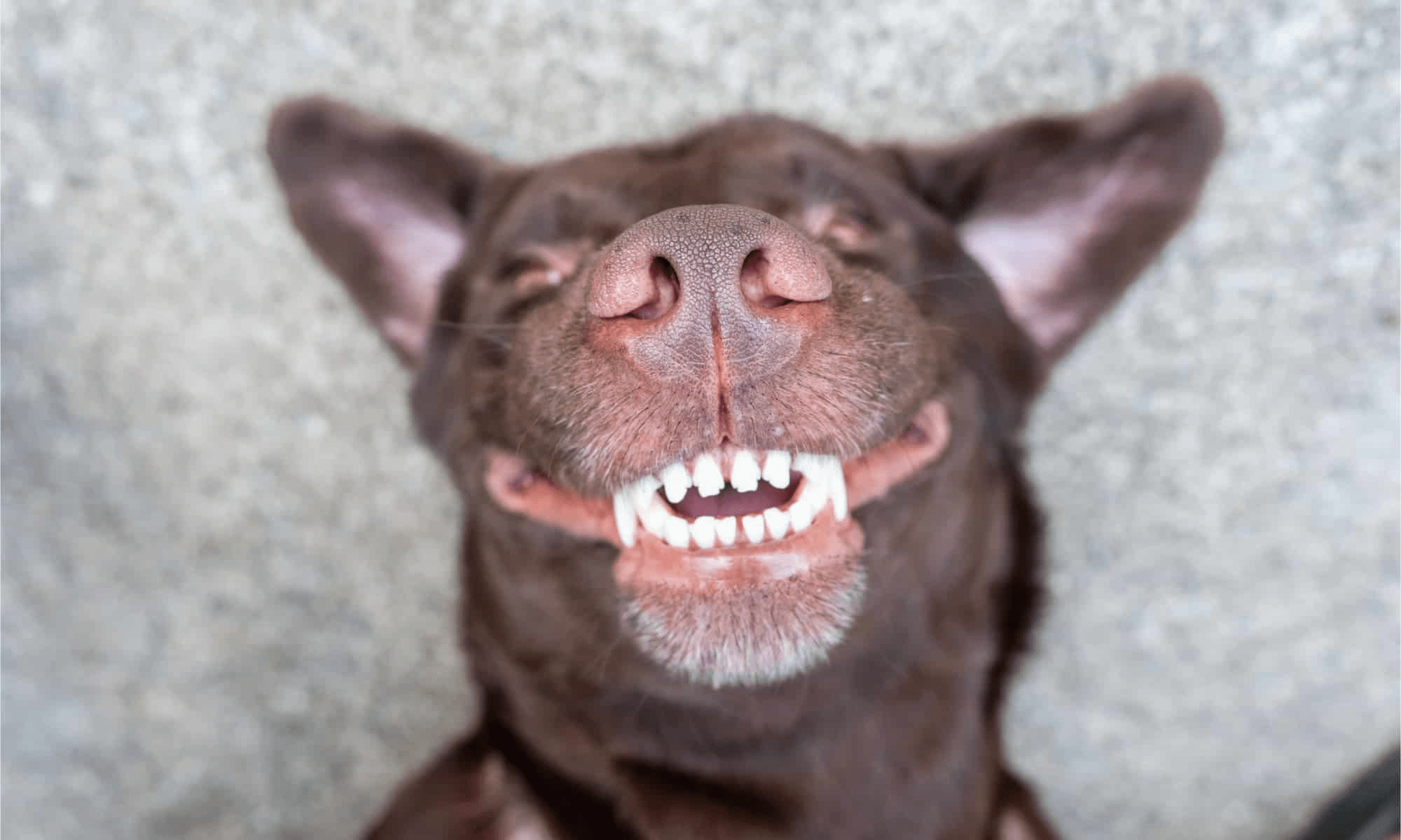 Top 6 Best Dog Food For Dogs With Bad Teeth Dog Food Solutions