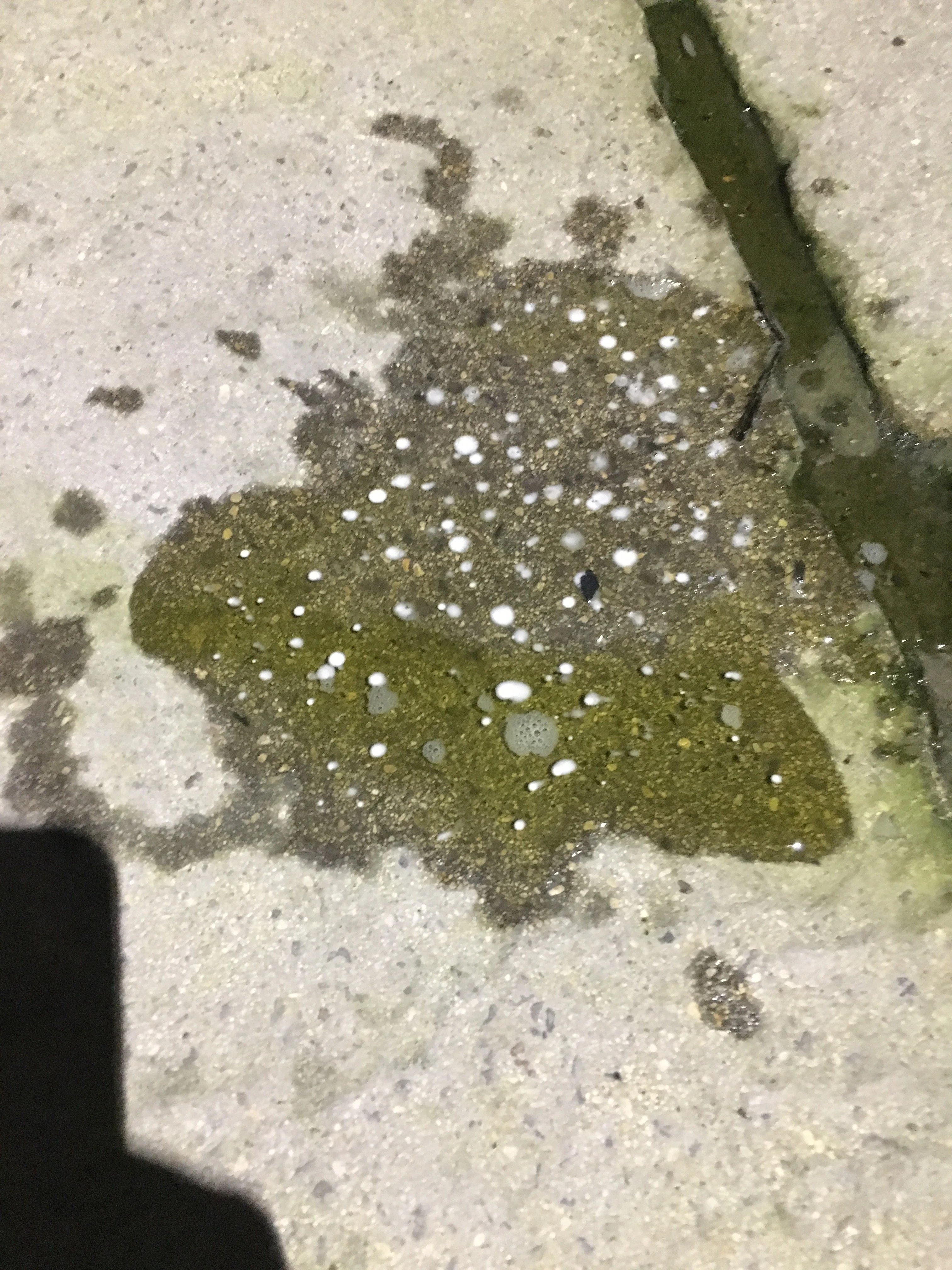 Advice please white blobs in pee. Dog Forum dogforum.co.uk