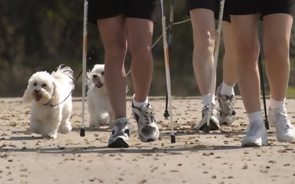 Nordic walking with your dog in Cornwall Dog Friendly Cornwall