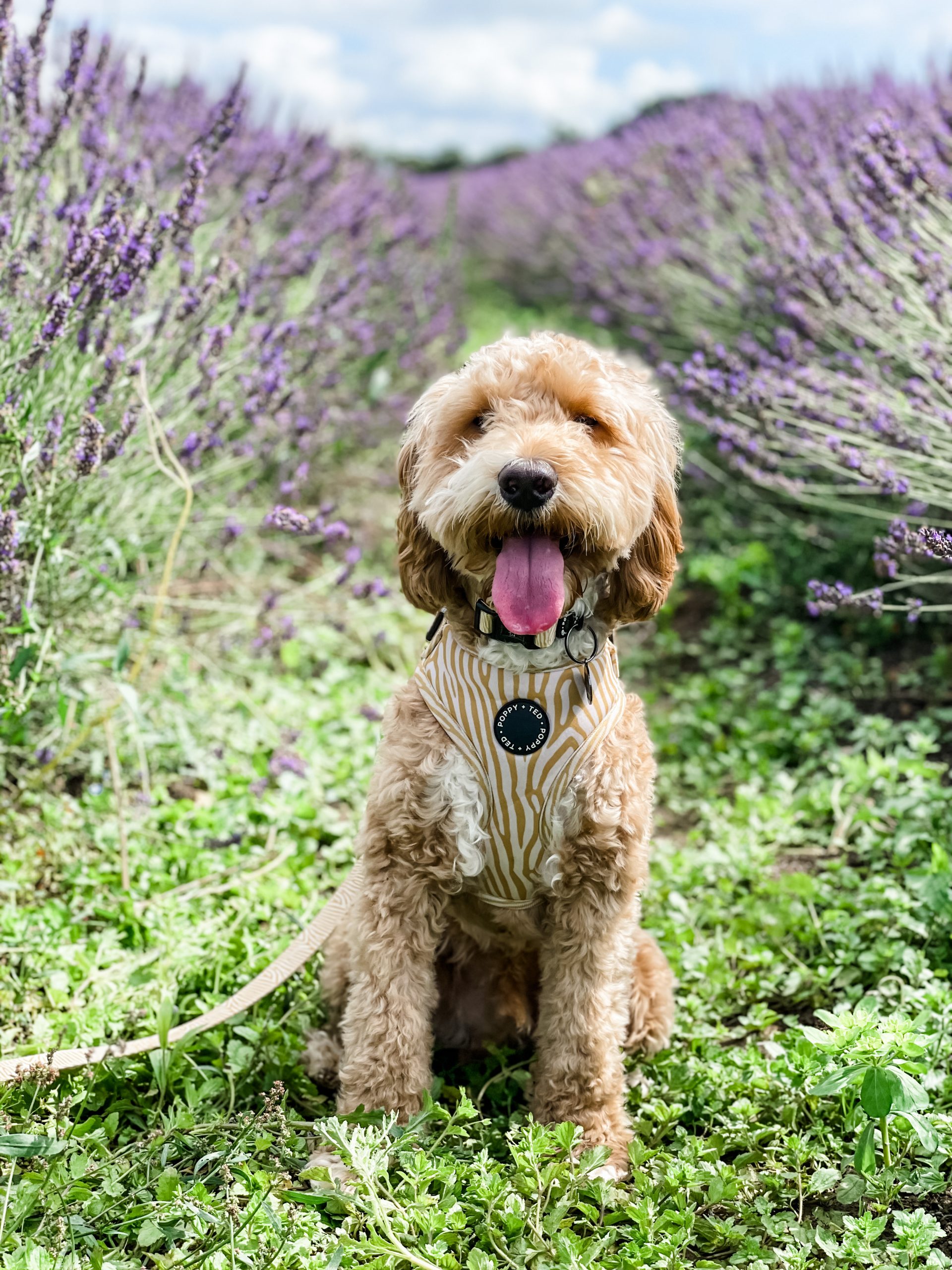 How to choose between a collar and harness Dog Friendly Cornwall