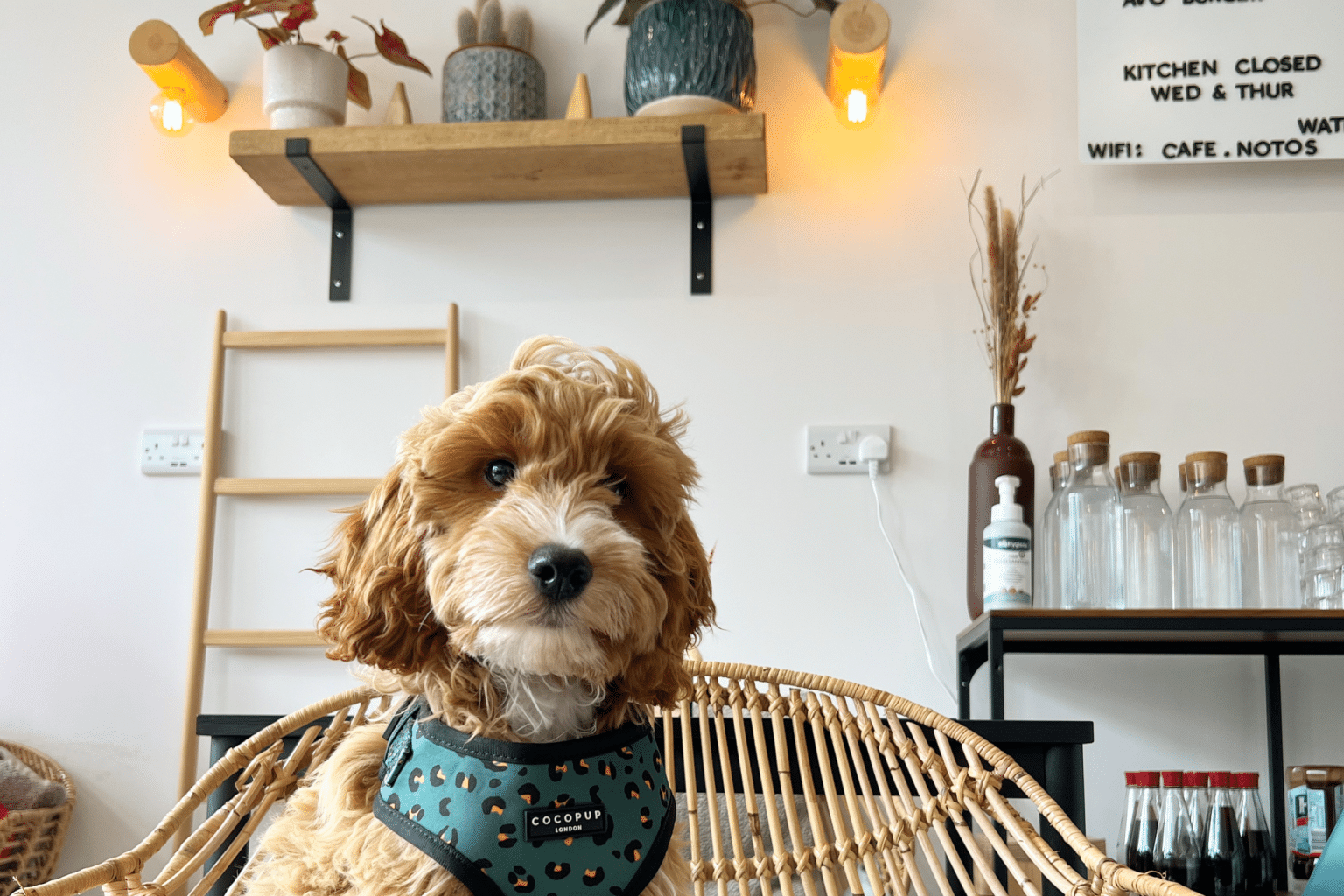 Dog friendly coffee shops North Wales Dog Friendly Destinations
