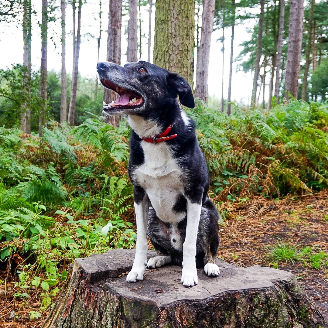 Home Dog Friendly Destinations