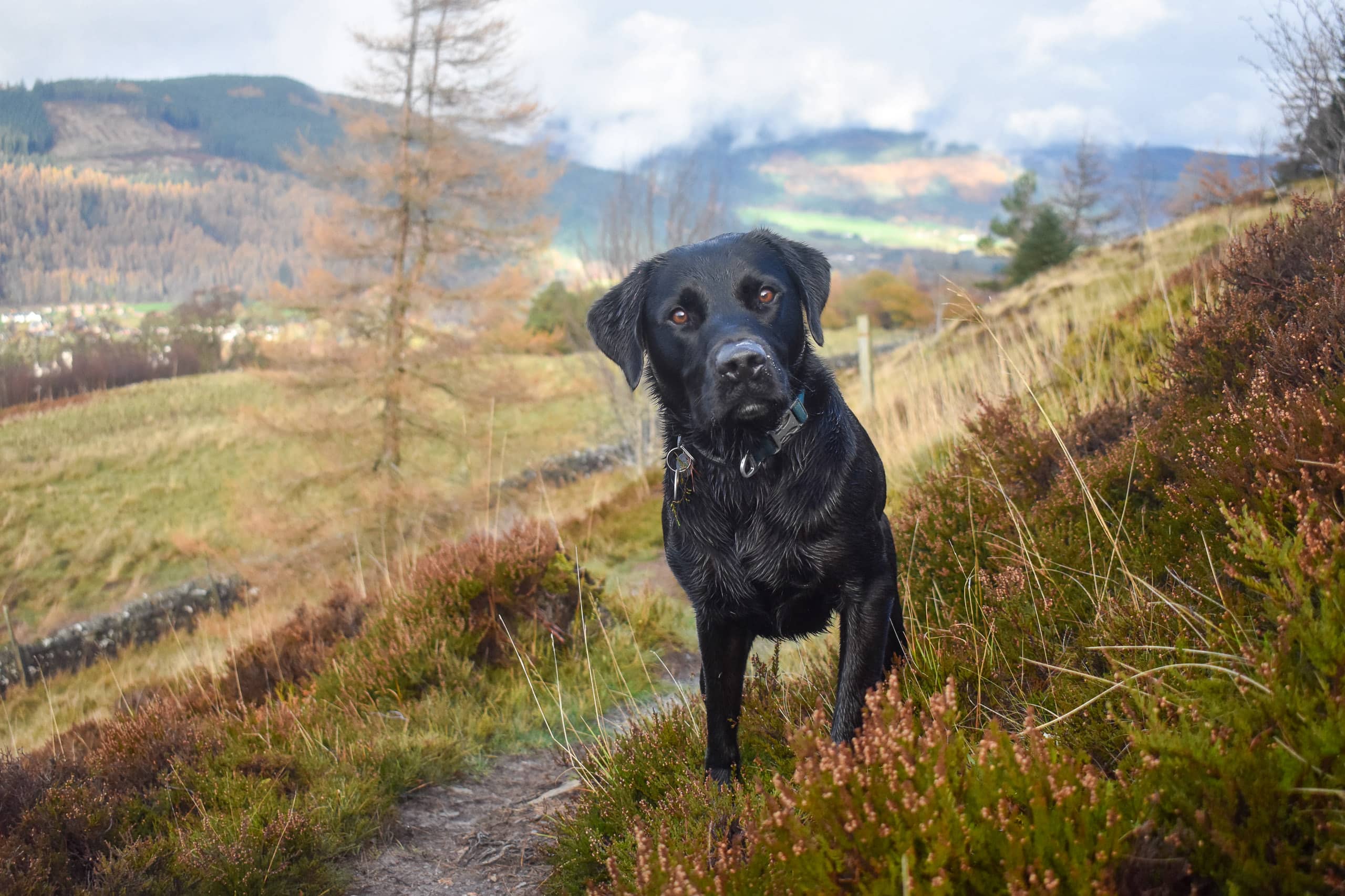 Kenmore Hill Dog Friendly Destinations
