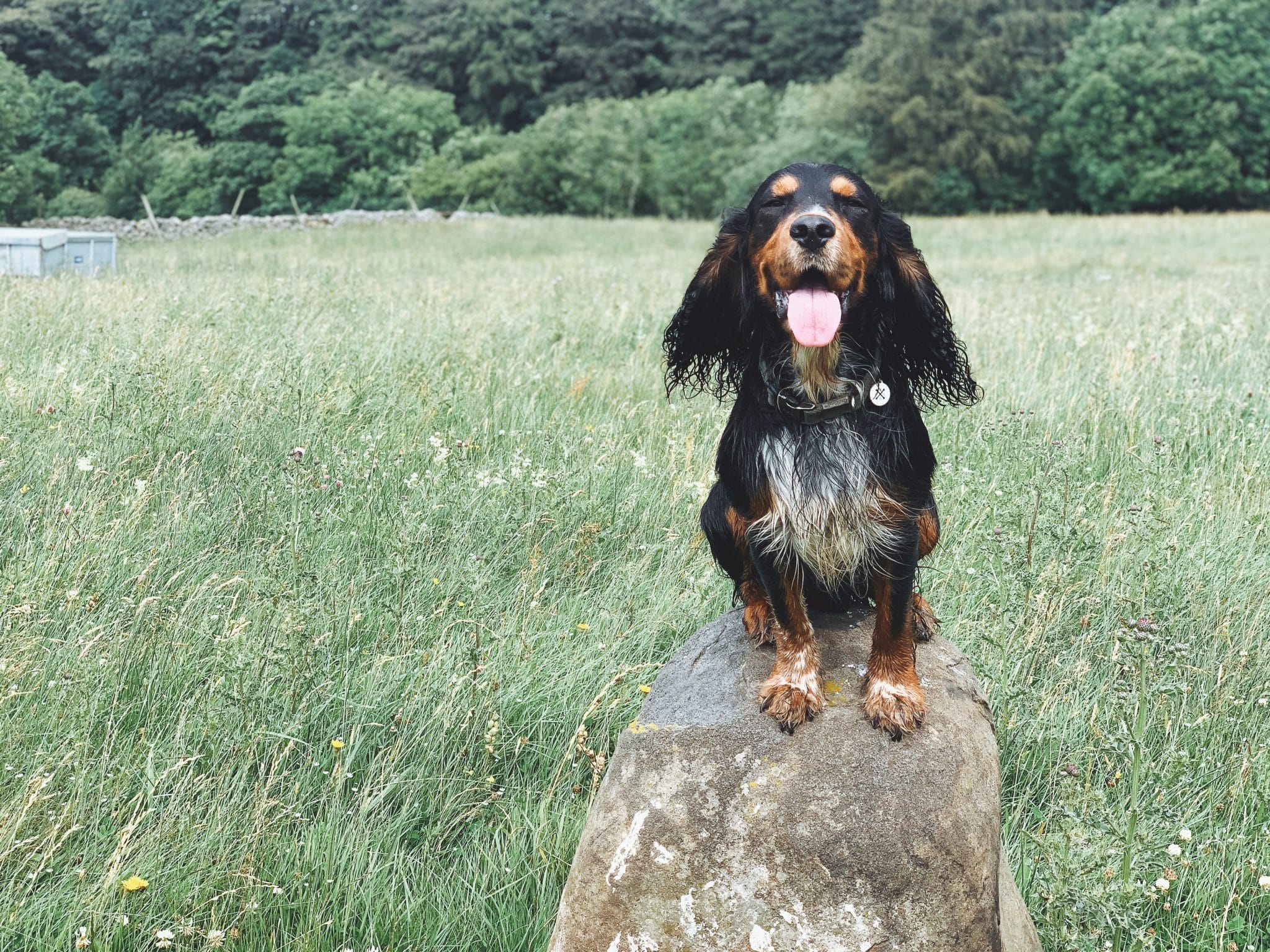 Discover the best dog walks across the UK Dog Friendly Destinations