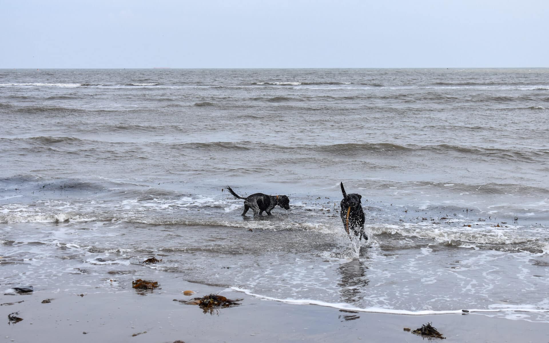 Runswick Bay Dog Friendly Destinations